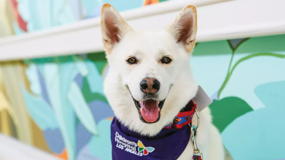 A White Shepherd wearing a blue CHLA bandana around its neck and a colorful leash sits in a hospital hallway with its mouth open
