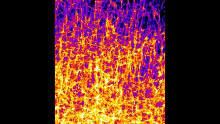 Brightly colored scanned image of myelin proteins in the visual cortex