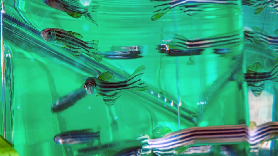 A close up of zebra fish swimming in a fish tank, with a green background.