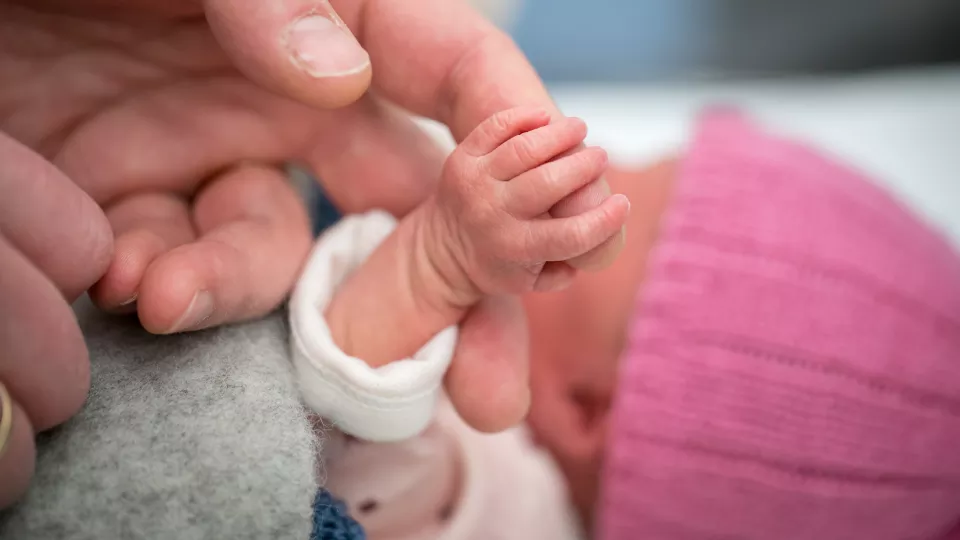 Close up of an adult finger holding the tiny hand of a preterm baby. The baby is lying down and wearing a bright pink knit cap