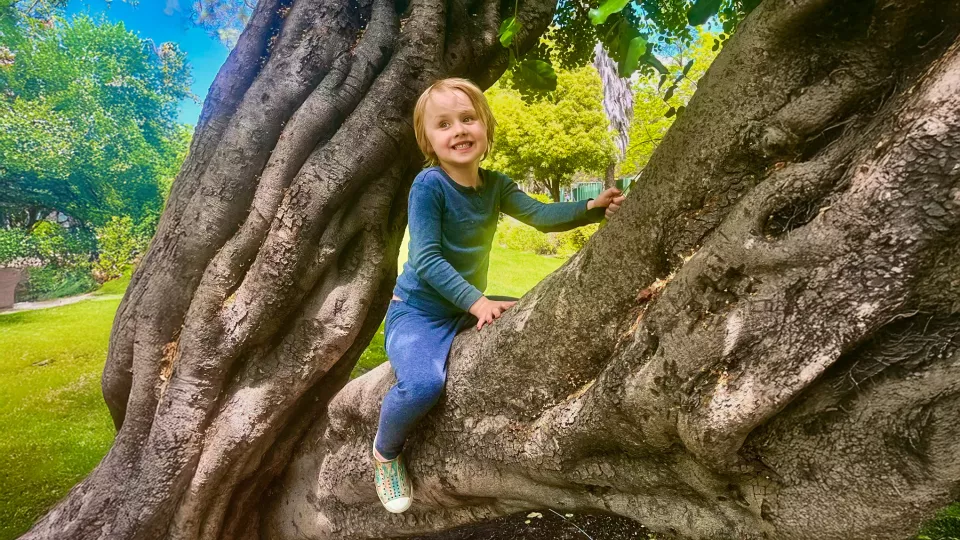 A young boy sits in a tree and smiles at the camera. 