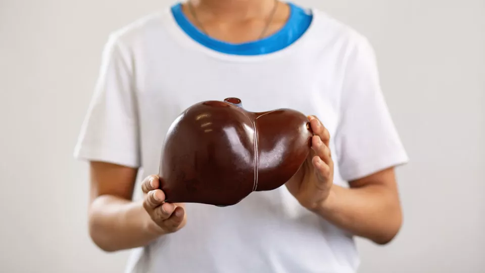 Teenager holding a model of a liver organ