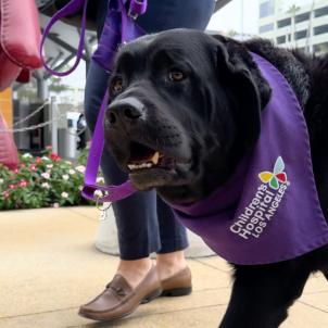 Freddy the Therapy Dog smiles at the camera