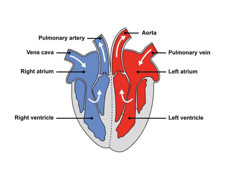 Illustrated diagram of heart showing direction of blood flow